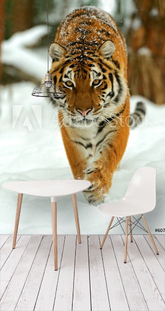 Picture of Portrait of a Siberian tiger